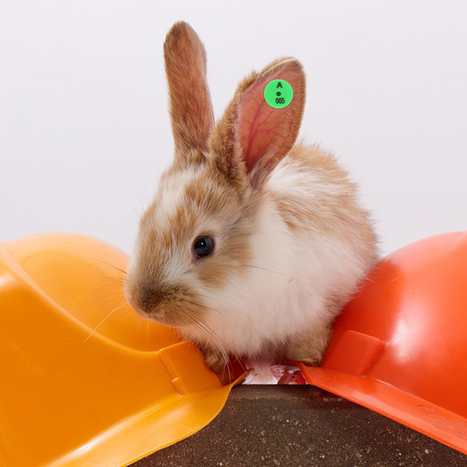 100Pcs Rabbit Ear Tags Colored - Livestock Ear Tag ulasan dan harga