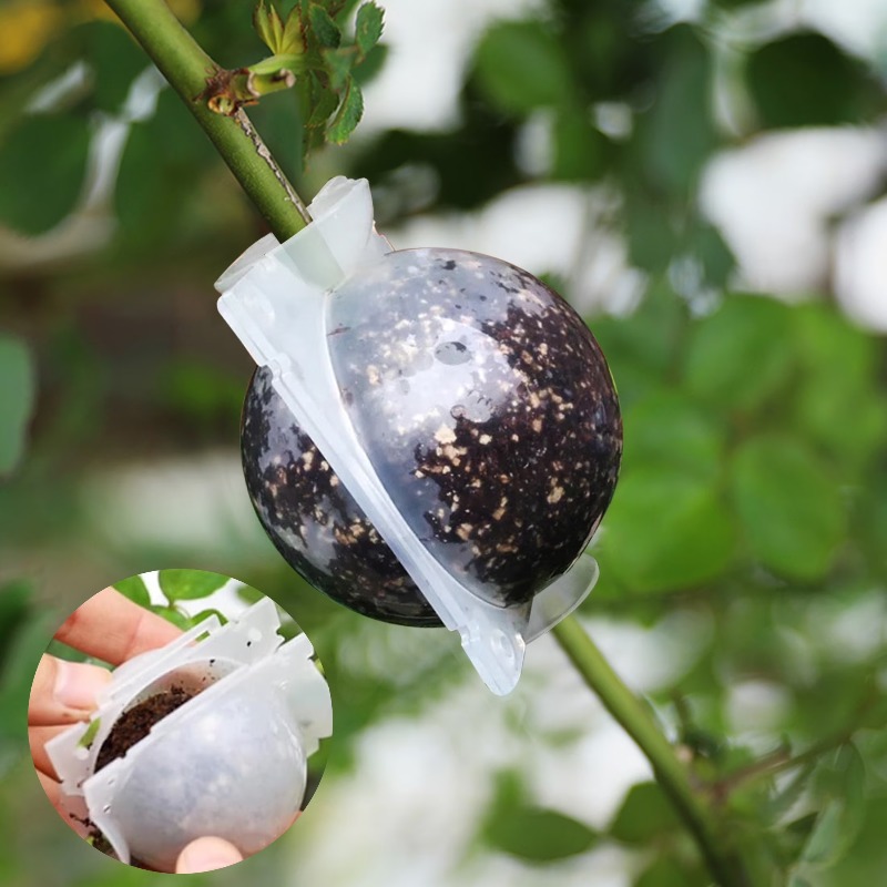 5/30Pcs Plant Rooting Ball Gra - Plant Growth Regulator ulasan dan harga