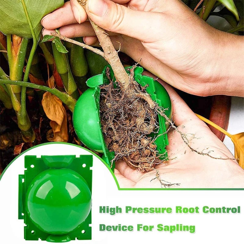 5/30Pcs Plant Rooting Ball Gra - Plant Growth Regulator ulasan dan harga