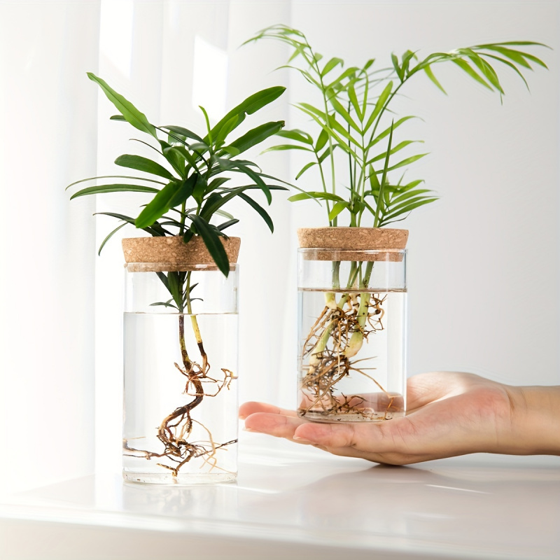 1pc, Hydroponics Plants Deskto - Plant Growth Regulator ulasan dan harga