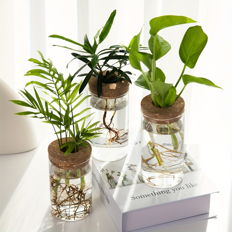 1pc, Hydroponics Plants Deskto - Plant Growth Regulator ulasan dan harga