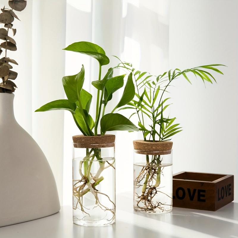 1pc, Hydroponics Plants Deskto - Plant Growth Regulator ulasan dan harga