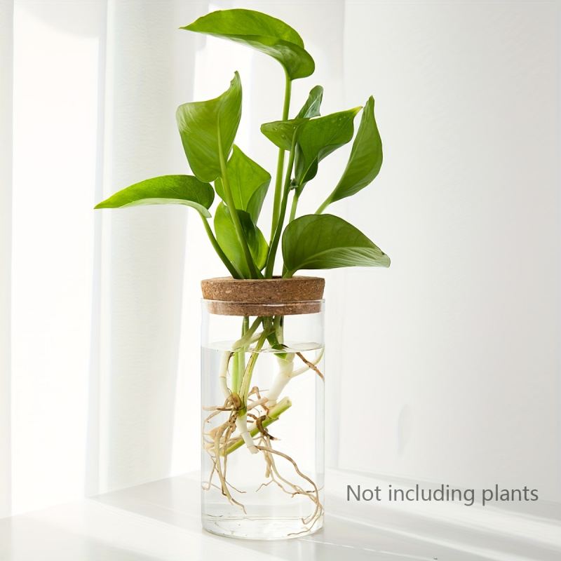 1pc, Hydroponics Plants Deskto - Plant Growth Regulator ulasan dan harga