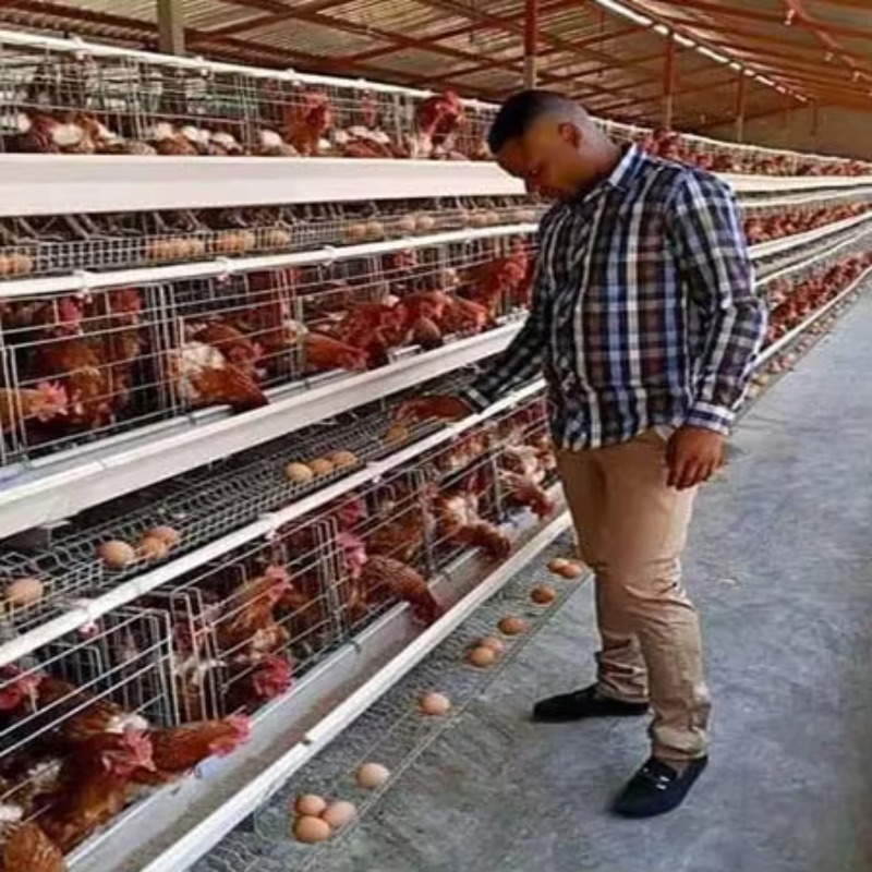 Cheap Price Poultry Farm 10000 - Farming Africa ulasan dan harga