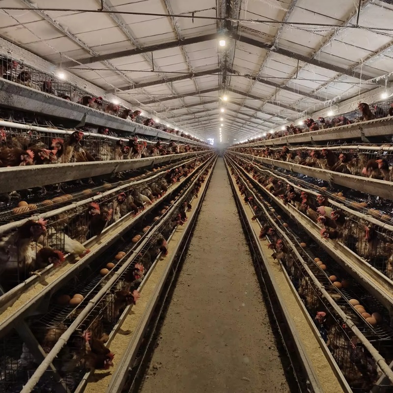 Cheap Price Poultry Farm 10000 - Farming Africa ulasan dan harga