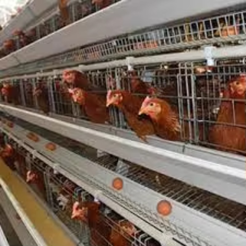  chicken coop New Africa a Typ - Farming Africa ulasan dan harga