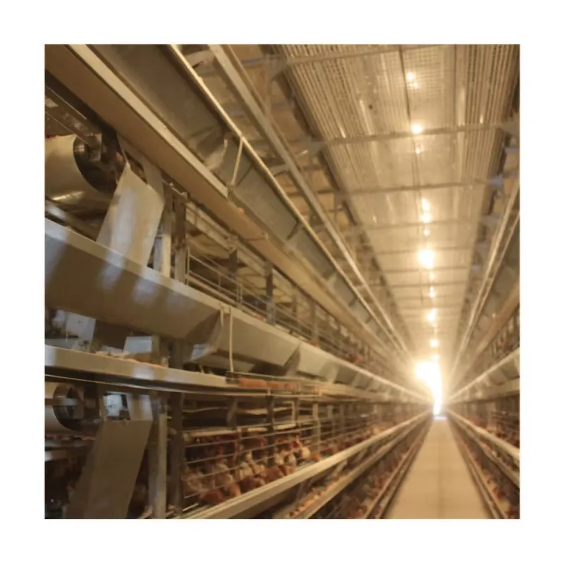 TIANRUI New Automatic Egg Laye - Farming Africa ulasan dan harga