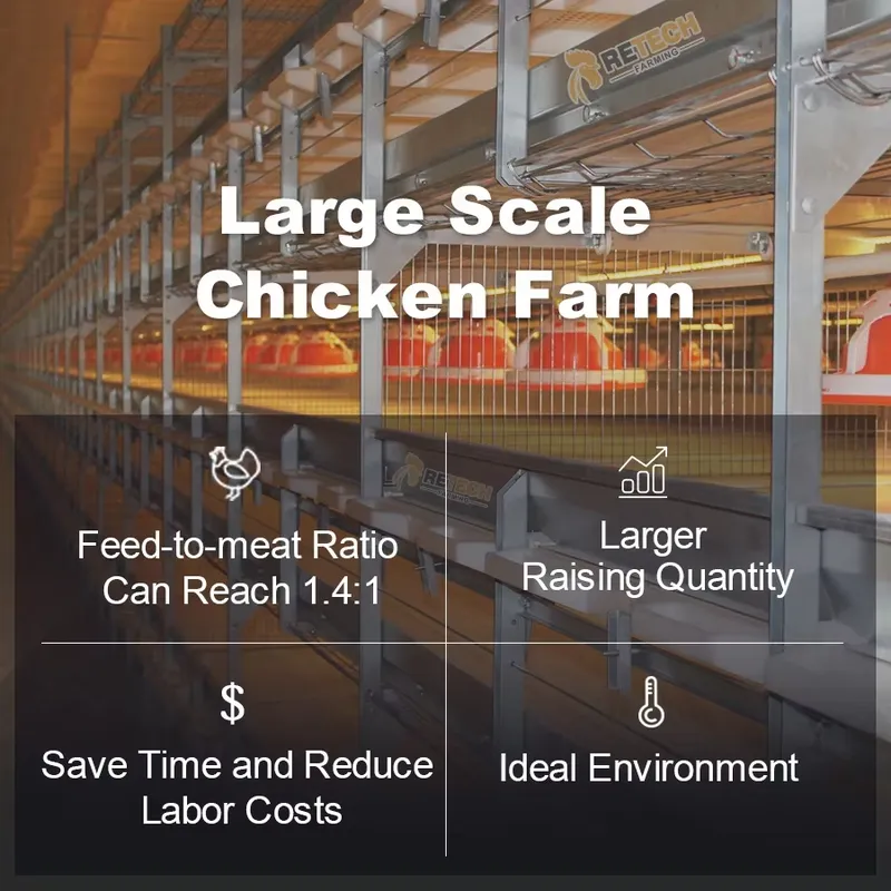 Automatic H Type Broiler Chick - Farming Africa ulasan dan harga