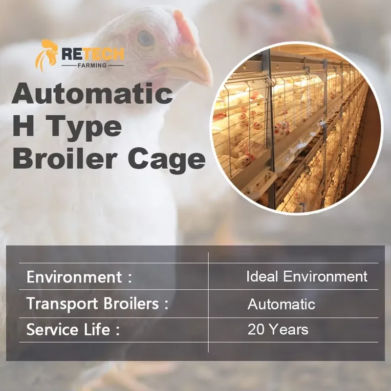 Automatic H Type Broiler Chick - Farming Africa ulasan dan harga