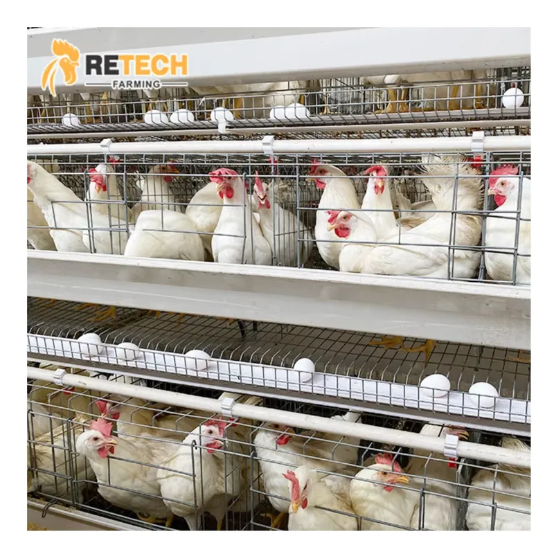 Automatic Egg Layer Chicken Ca - Farming Africa ulasan dan harga