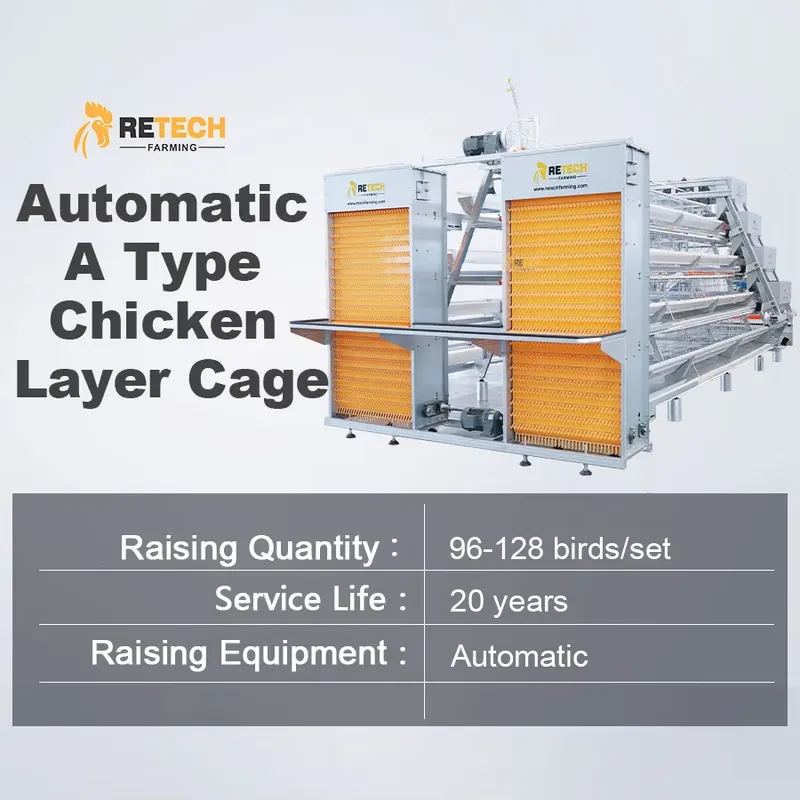 Automatic Egg Layer Chicken Ca - Farming Africa ulasan dan harga