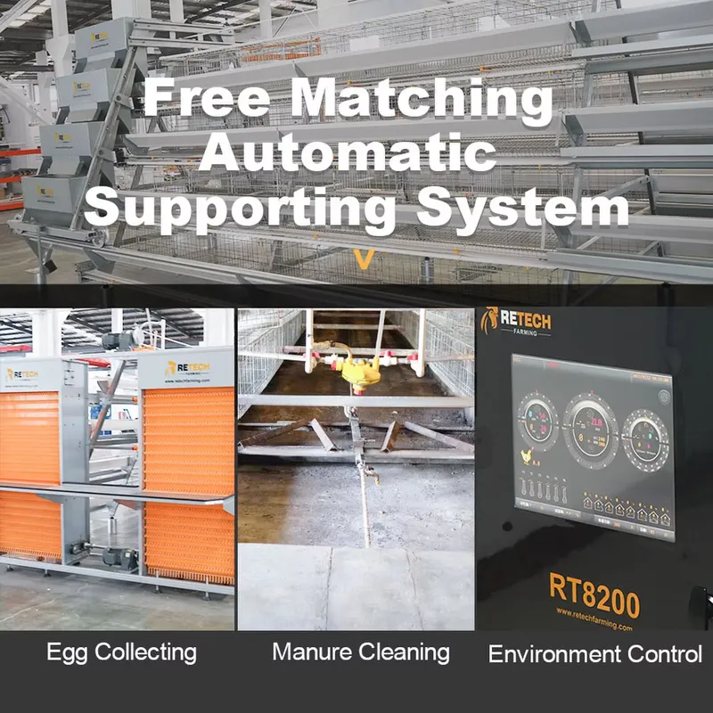 Automatic Egg Layer Chicken Ca - Farming Africa ulasan dan harga