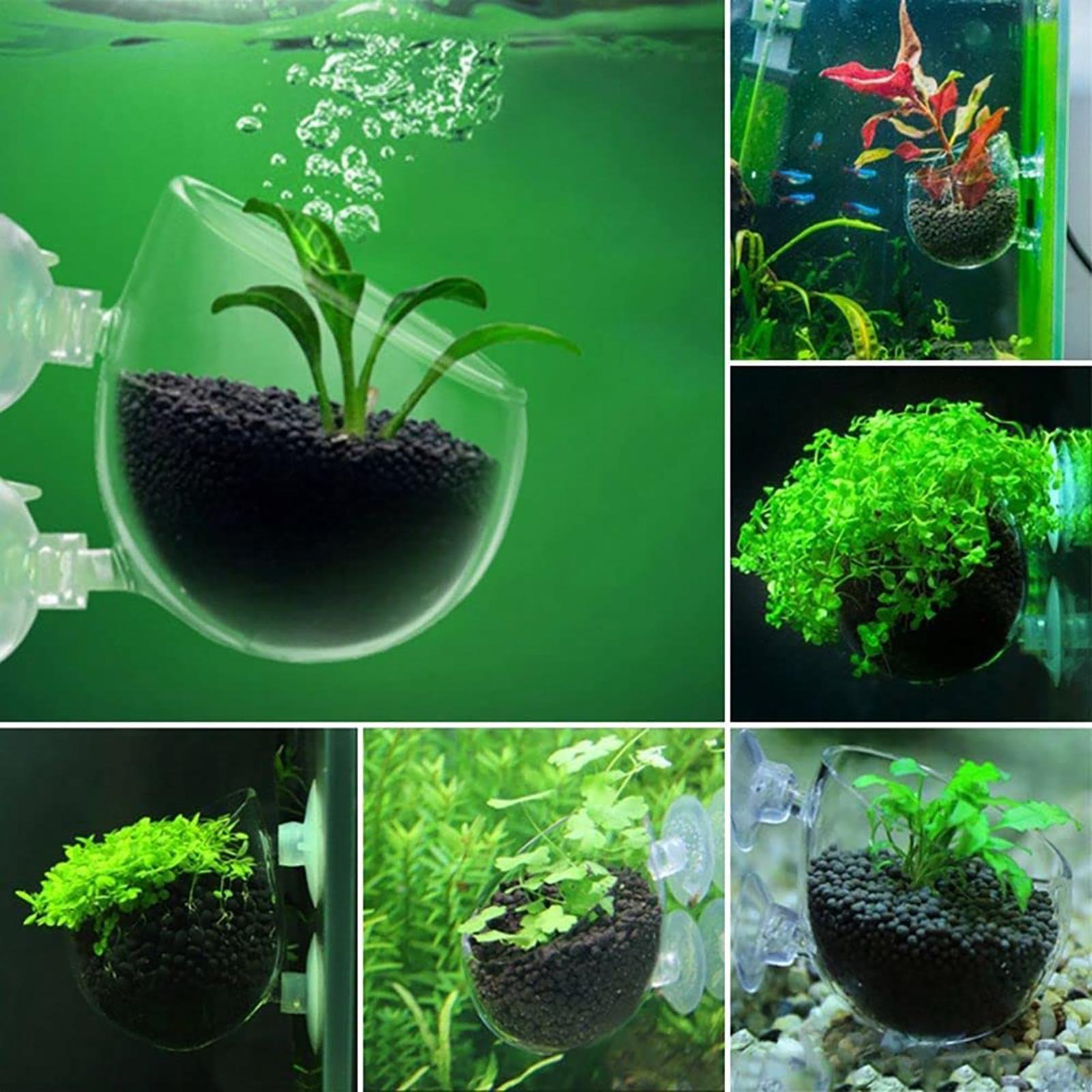 Aquatic Plant Pot Acrylic Aqua - Plant Growth Regulator ulasan dan harga