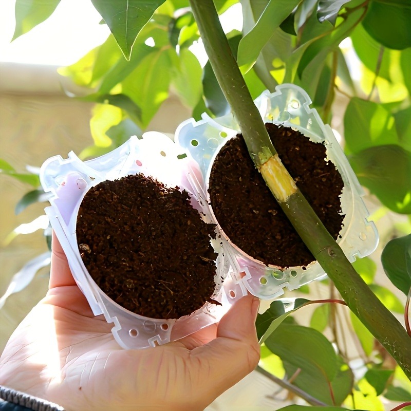 10pcs Plant Propagation Box Se - Plant Growth Regulator ulasan dan harga
