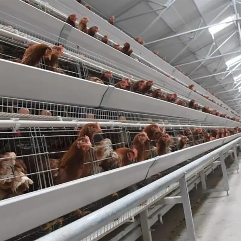 H Type Layer Cages for Poultry - Farming Africa ulasan dan harga