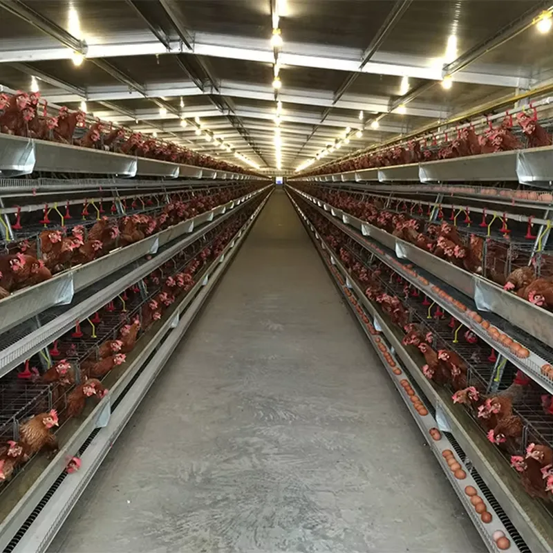H Type Layer Cages for Poultry - Farming Africa ulasan dan harga