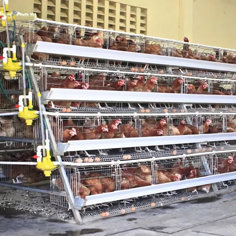 H Type Layer Cages for Poultry - Farming Africa ulasan dan harga